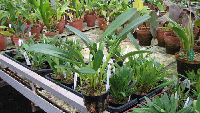 Фото орхидеи Masdevallia coccinea с цветоносами