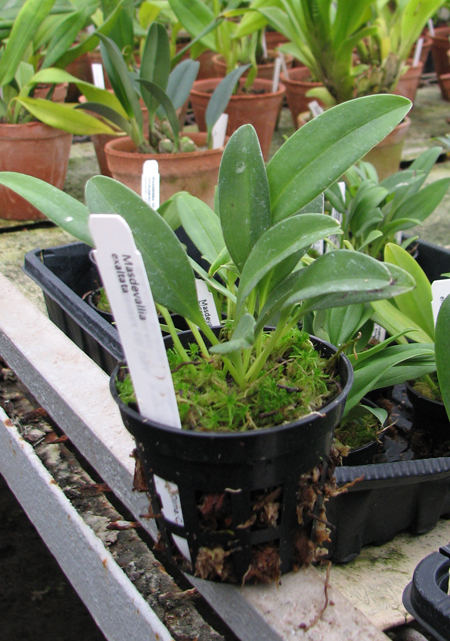 Фото орхидеи Masdevallia exaltata