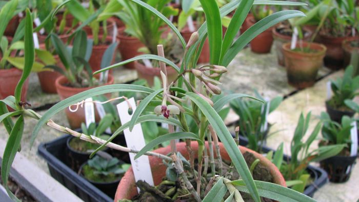 Фото орхидеи Epidendrum repens