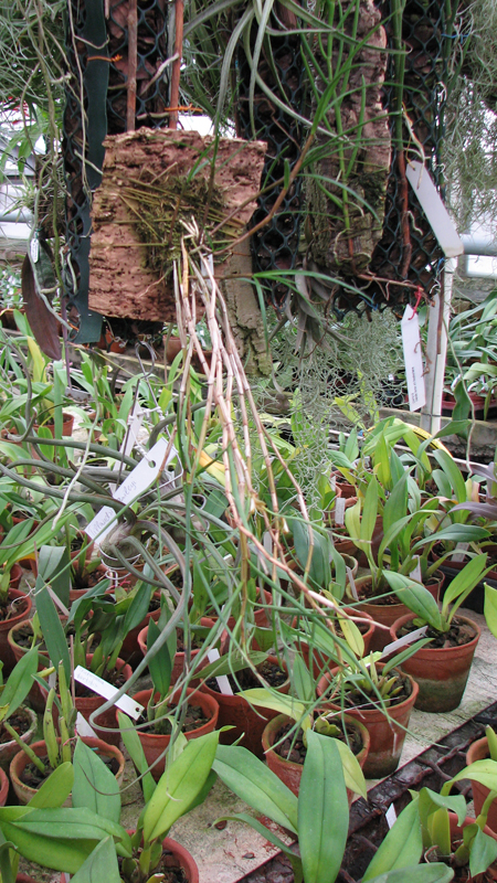 Фото орхидеи Dendrobium pachyglossum