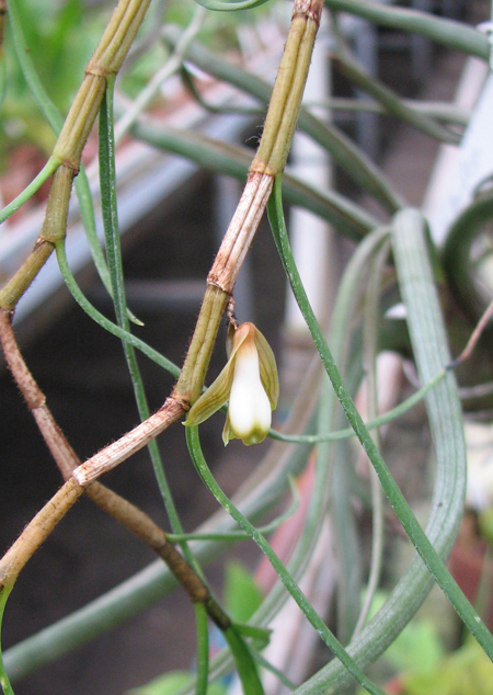 Фото цветка орхидеи Dendrobium pachyglossum