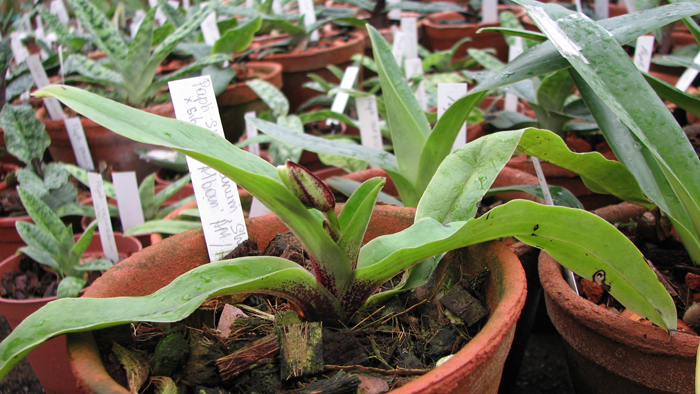 Paphiopedilum spicerianum 'Showshan' x sib 'St Alban'.jpg
