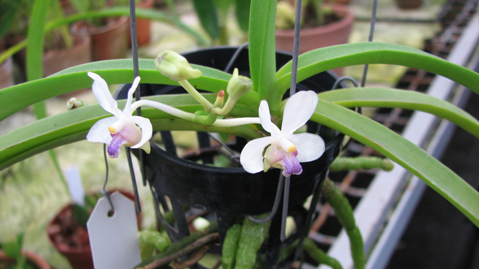 Фото миниатюрной орхидеи Vanda lilacina