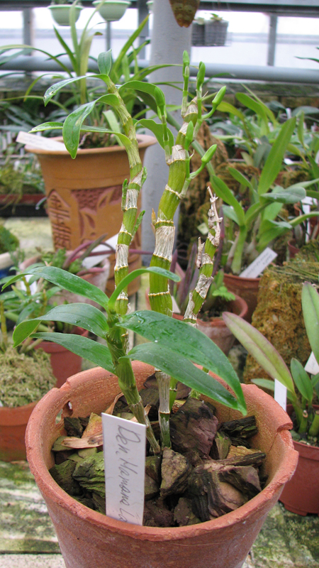 Фото орхидеи Dendrobium Hamana Lake с бутонами