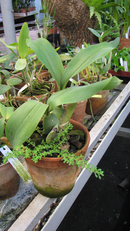 Rossioglossum Rawdon Jester × splendens.jpg