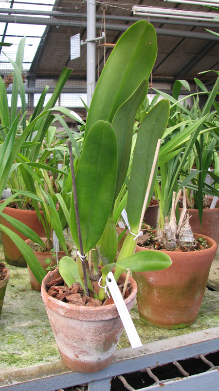 Фото орхидеи Potinara Mitsuo Akatsuka 'Volcano Queen'.jpg