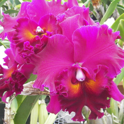 Цветение орхидеи Potinara Mitsuo Akatsuka 'Volcano Queen' (Pot. Ikuko Akatsuka x Blc. Fred Stewart)