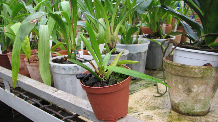 Фото орхидеи Ionopsis utricularioides