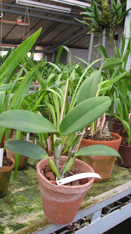 Фото орхидеи Laeliocattleya Mini Song 'La Primera Morada' (Mini Purple x Mari's Song)