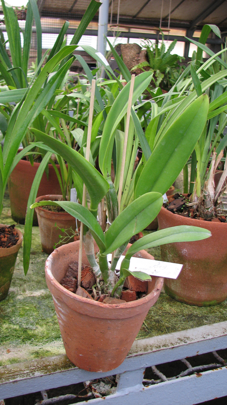 Фото орхидеи Brassolaeliocattleya Art Sound 'Ginga' (Blc. Love Sound x C. Art Gallery)