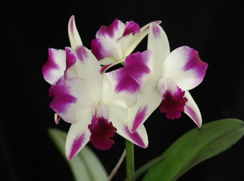 Цветение орхидеи Brassolaeliocattleya Art Sound 'Ginga' (Blc. Love Sound x C. Art Gallery)