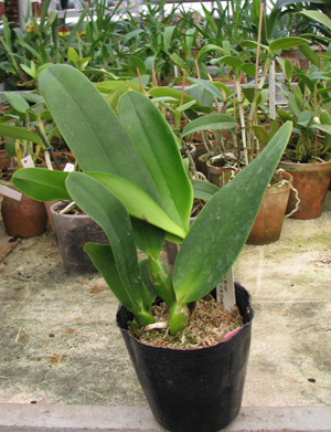 Фото орхидеи Laeliocattleya Antonetta Mahan 'S-10' (Lc. Marcia Foster x C. J A Carbone)