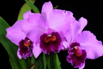 Цветение орхидеи Laeliocattleya Antonetta Mahan 'S-10' (Lc. Marcia Foster x C. J A Carbone)