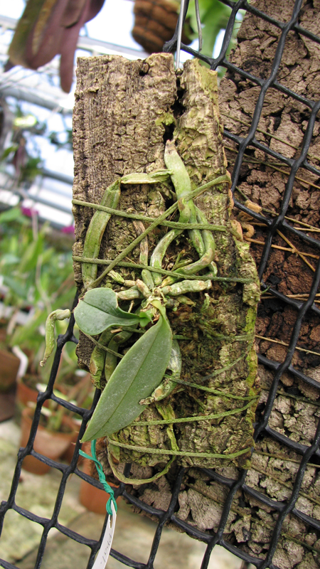 Фото орхидеи Phalaenopsis parishii