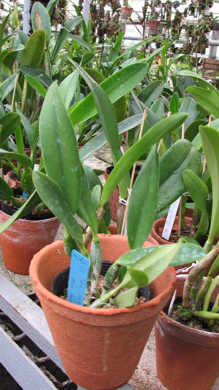 Фото орхидеи Laeliocattleya Mini Purple 'Blue Pacific' (pumila x walkeriana)