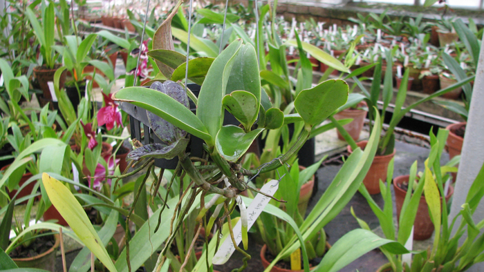 Фото орхидеи Cattleya Pradit Spot 'Black Prince'