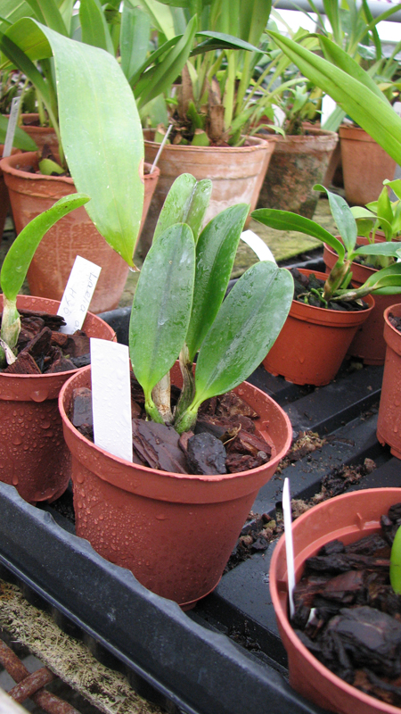 Фото орхидеи Laelia alaorii x praestans