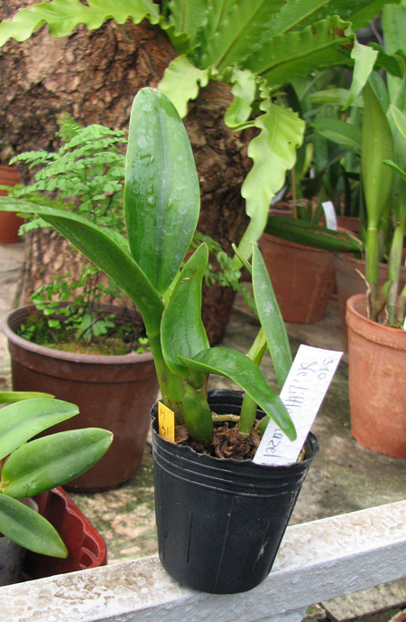 Фото орхидеи Sophrolaeliocattleya Little Hazel 'M' (Slc. Hazel Boyd x Sl. Psyche)
