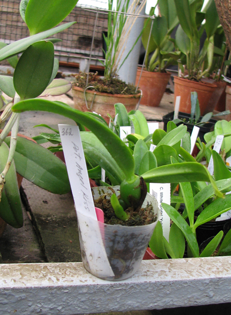 Фото орхидеи Potinara Angel Kiss 'No.5'