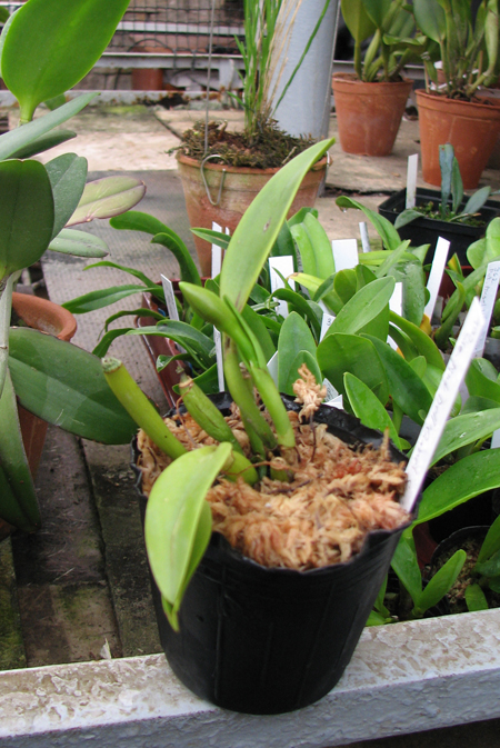 Фото орхидеи Sophrolaeliocattleya Pink Doll 'Garnet Sea'