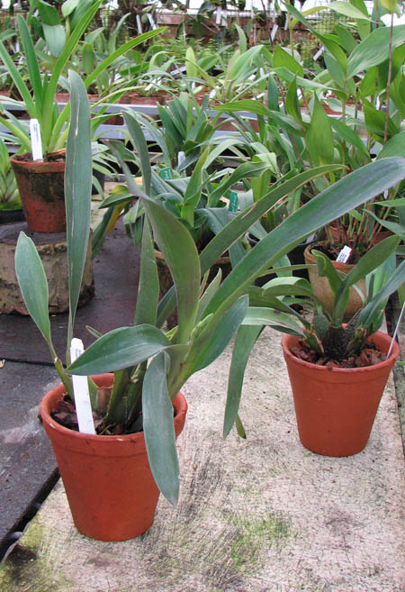 Фото орхидеи Adaglossum Gualaceo с цветоносом