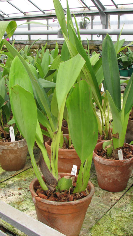 Фото орхидеи Maxillaria Macas (sanderiana x fletcheriana)