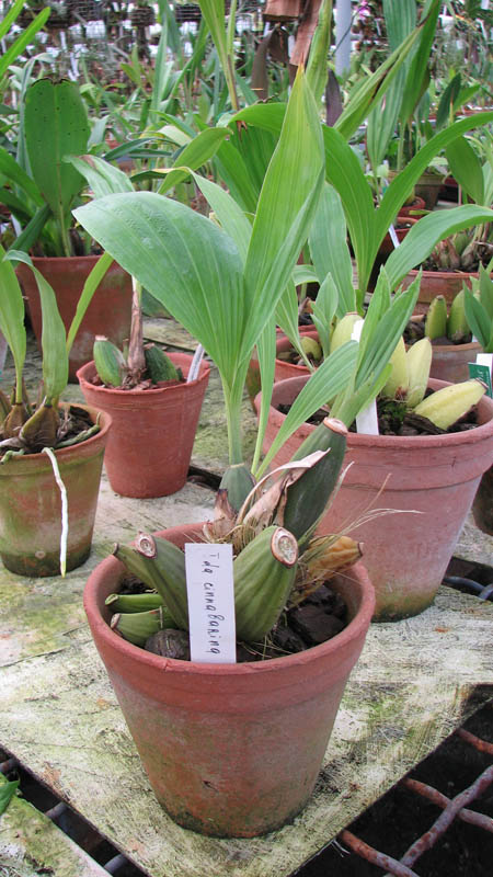 Фото орхидеи Ida cinnabarina