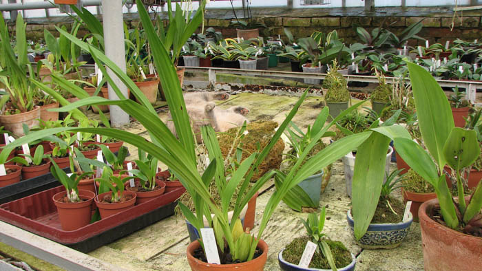 Фото орхидеи Ida heynderycxii