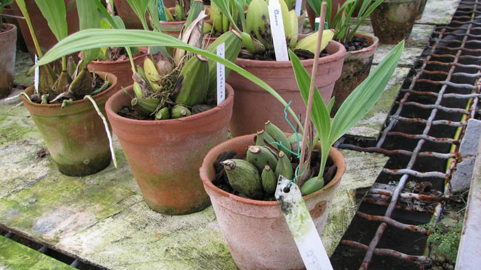 Фото орхидеи Ida costata