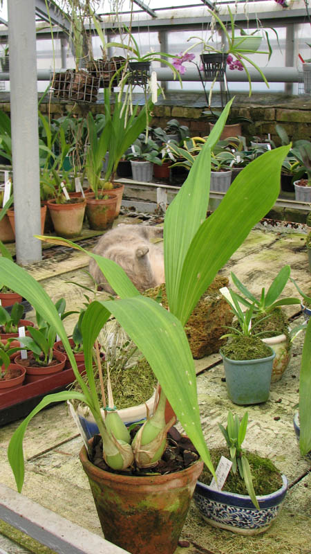 Фото орхидеи Ida cobbiana