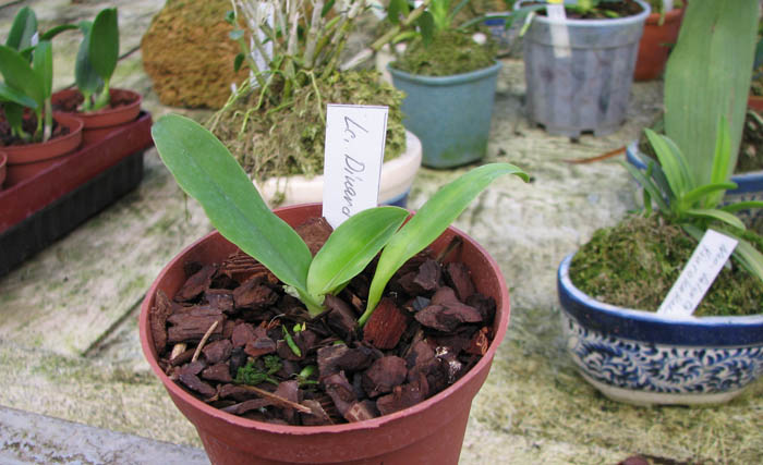 Фото орхидеи Laeliocattleya Dinard 'Blue Heaven'Laeliocattleya Dinard 'Blue Heaven'