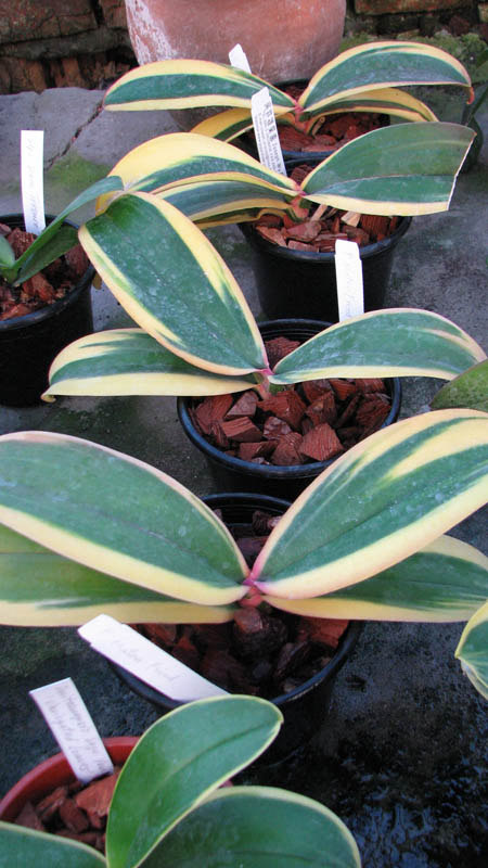 Фото орхидеи Phalaenopsis Matou Freed