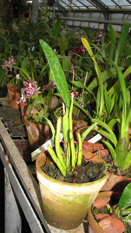 Фото орхидеи Trichopilia gracilis