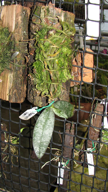 Phalaenopsis lindenii.jpg