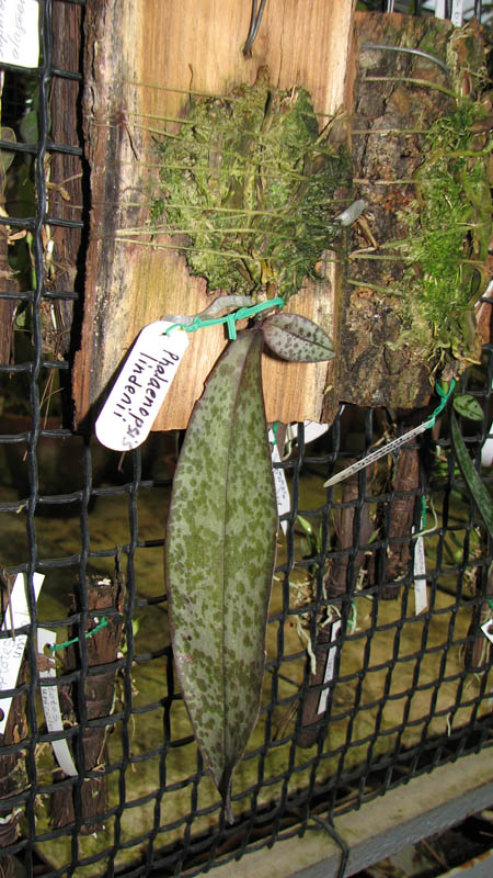 Орхидея Phalaenopsis lindenii.jpg