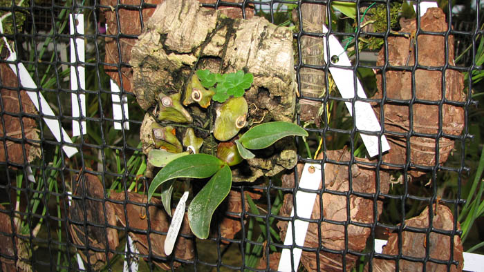 Epigenium acuminatum.jpg