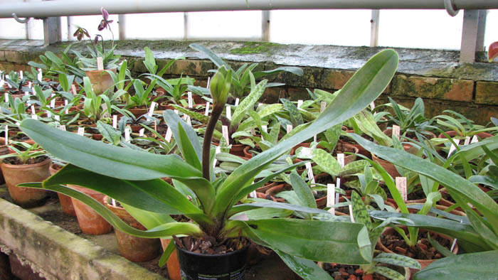 Paphiopedilum Lippewunder hybrid.jpg