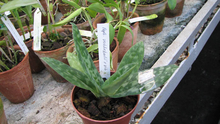 Paphiopedilum sukhakulii × sib.jpg