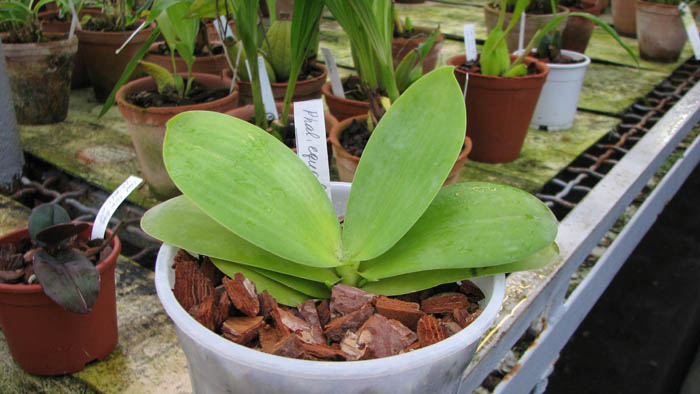 Фото орхидеи Phalaenopsis Equalacea с цветоносами