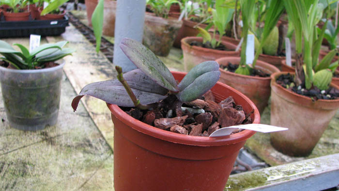 Фото орхидеи Phalaenopsis Mini Dog с цветоносом