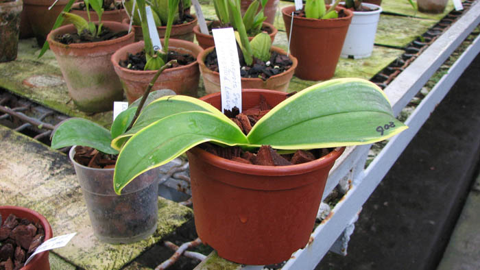 Doritaenopsis Sogo Yenlin 'Variegated Leaves'.jpg