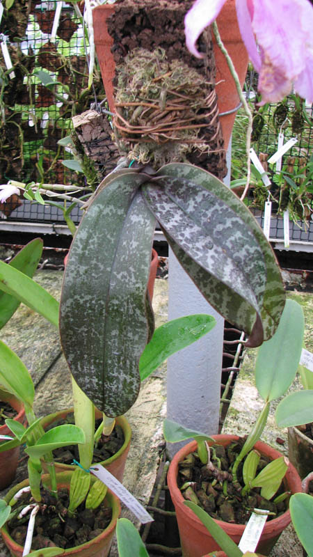 С цветоносом