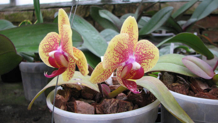 Doritaenopsis I-Hsin Golden Prince.jpg