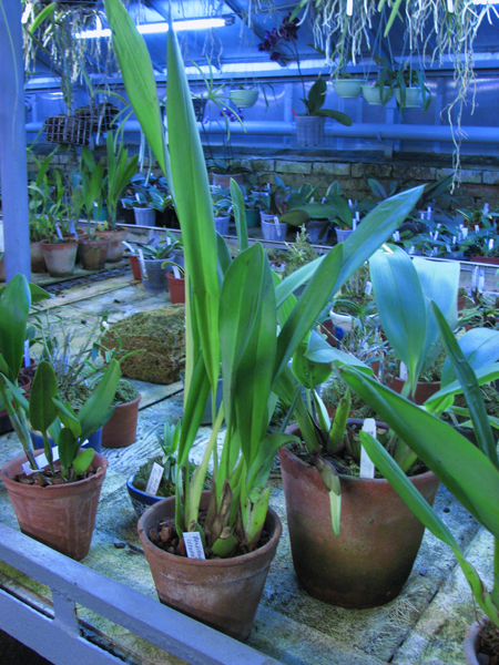 Maxillaria irrorata.jpg