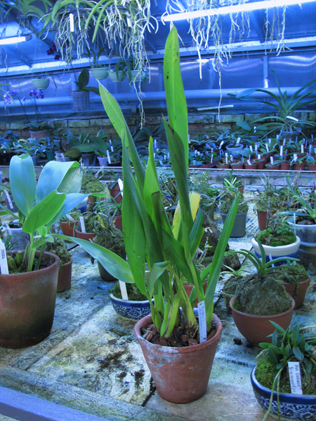 Maxillaria Jorge Enriquez.jpg