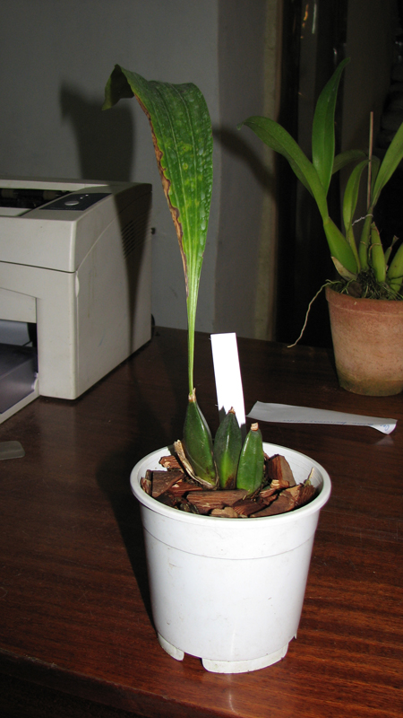 Lycaste aromatica.jpg