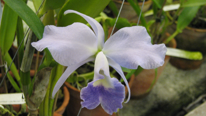 Laeliocattleya Mini Purple х Brassolaeliocattleya Lois Mcneil 'Ace'.jpg