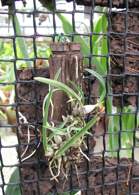 Sophronitis violacea.jpg