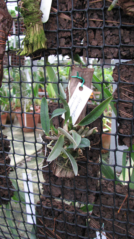 Sophronitis organensis.jpg