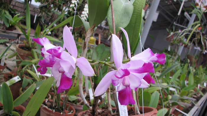 Cattleya intermedia aquinii x Cattleya walkeriana.jpg